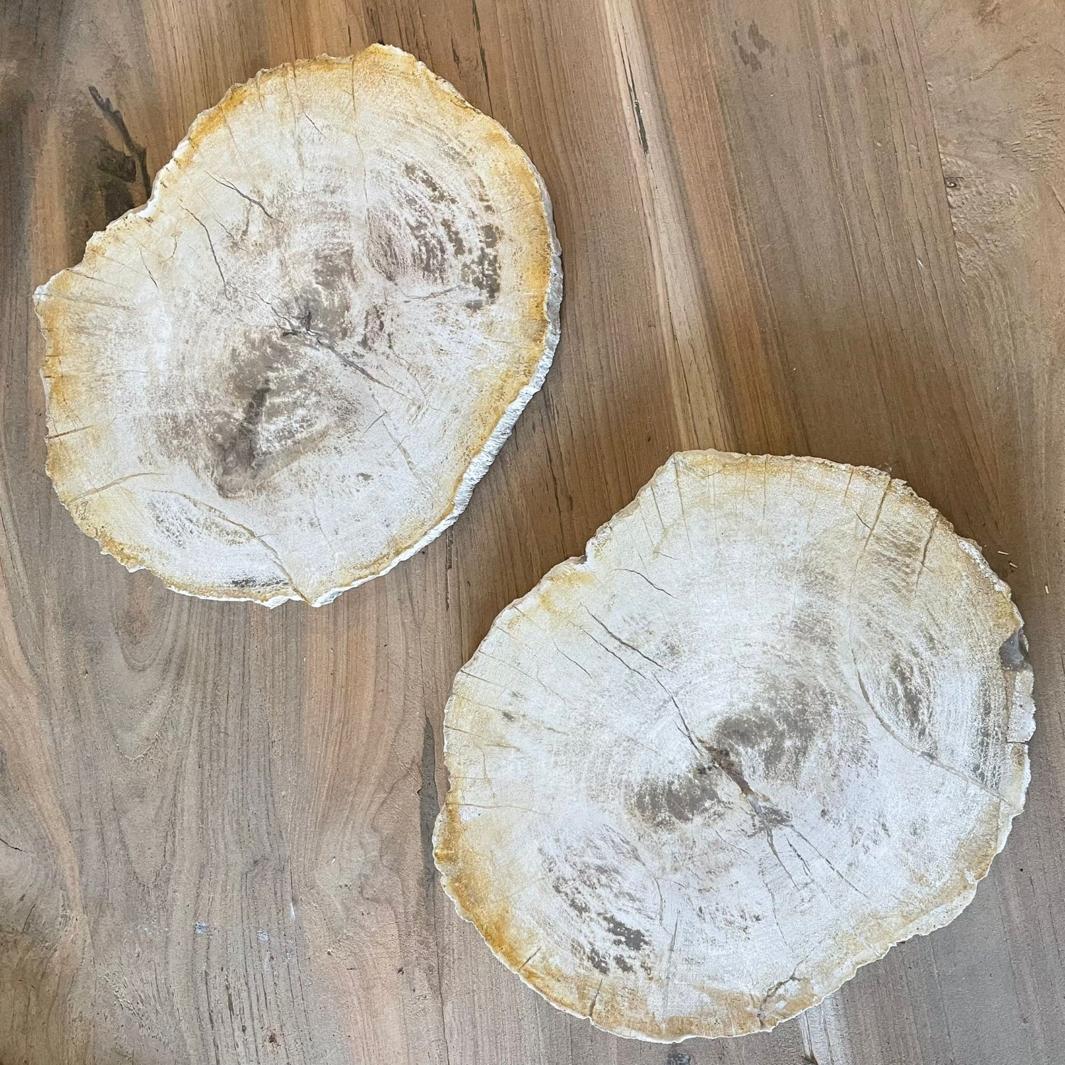 Fossilised Wood Tray