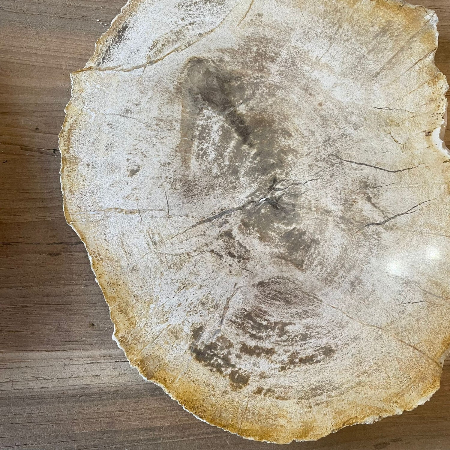 Fossilised Wood Tray