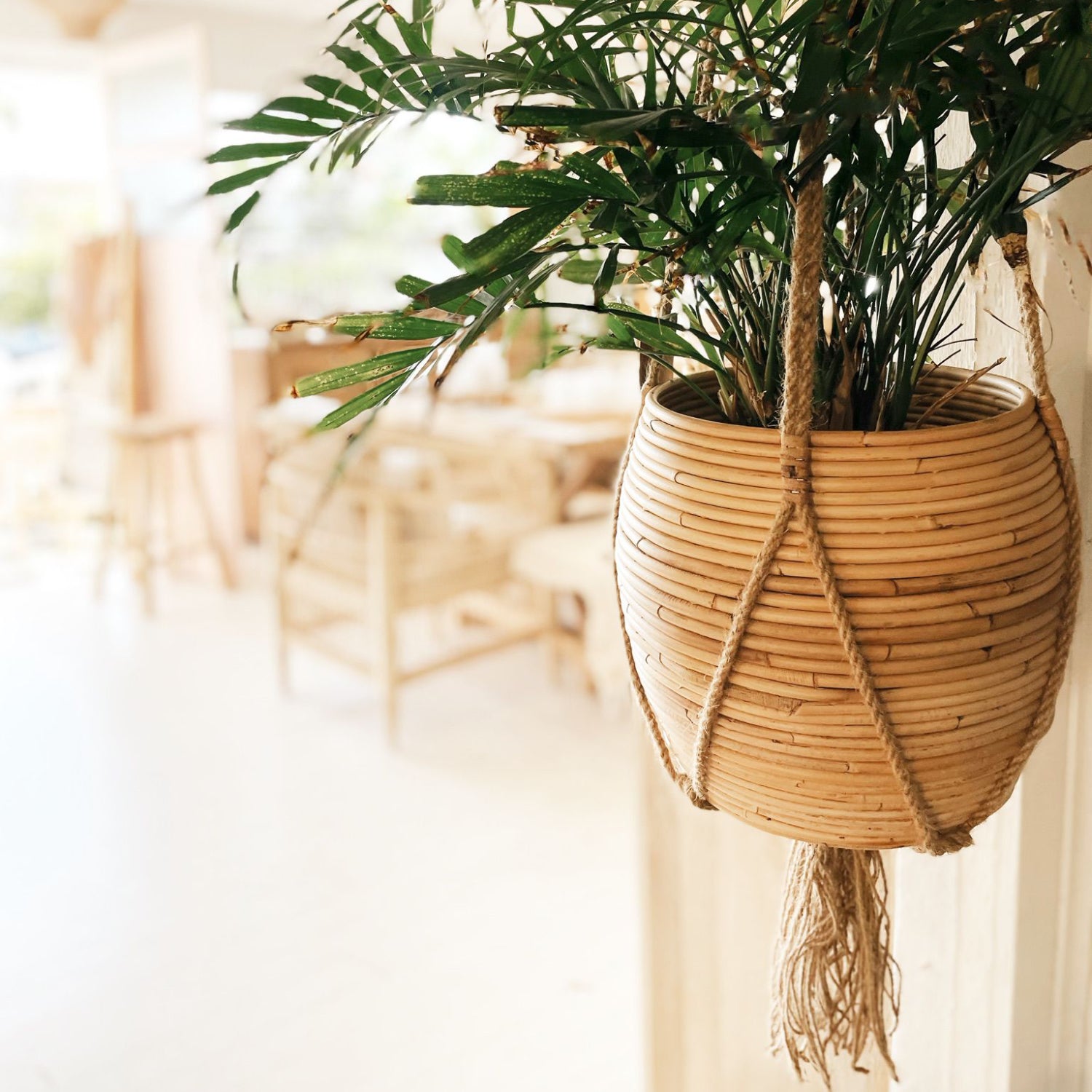 cane hanging planter Small Cane Pot Plant Hanger – Paradise Living Co