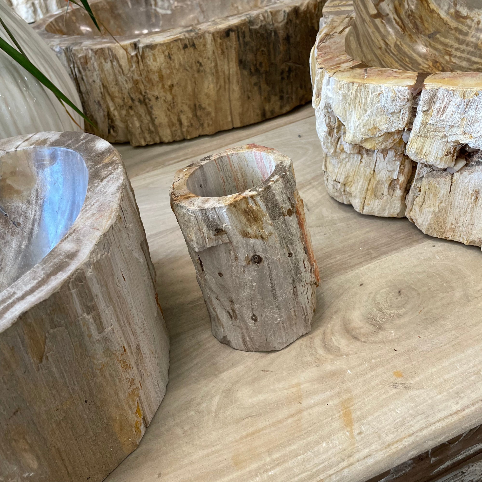 Fossilised Wood Tooth Brush Holder