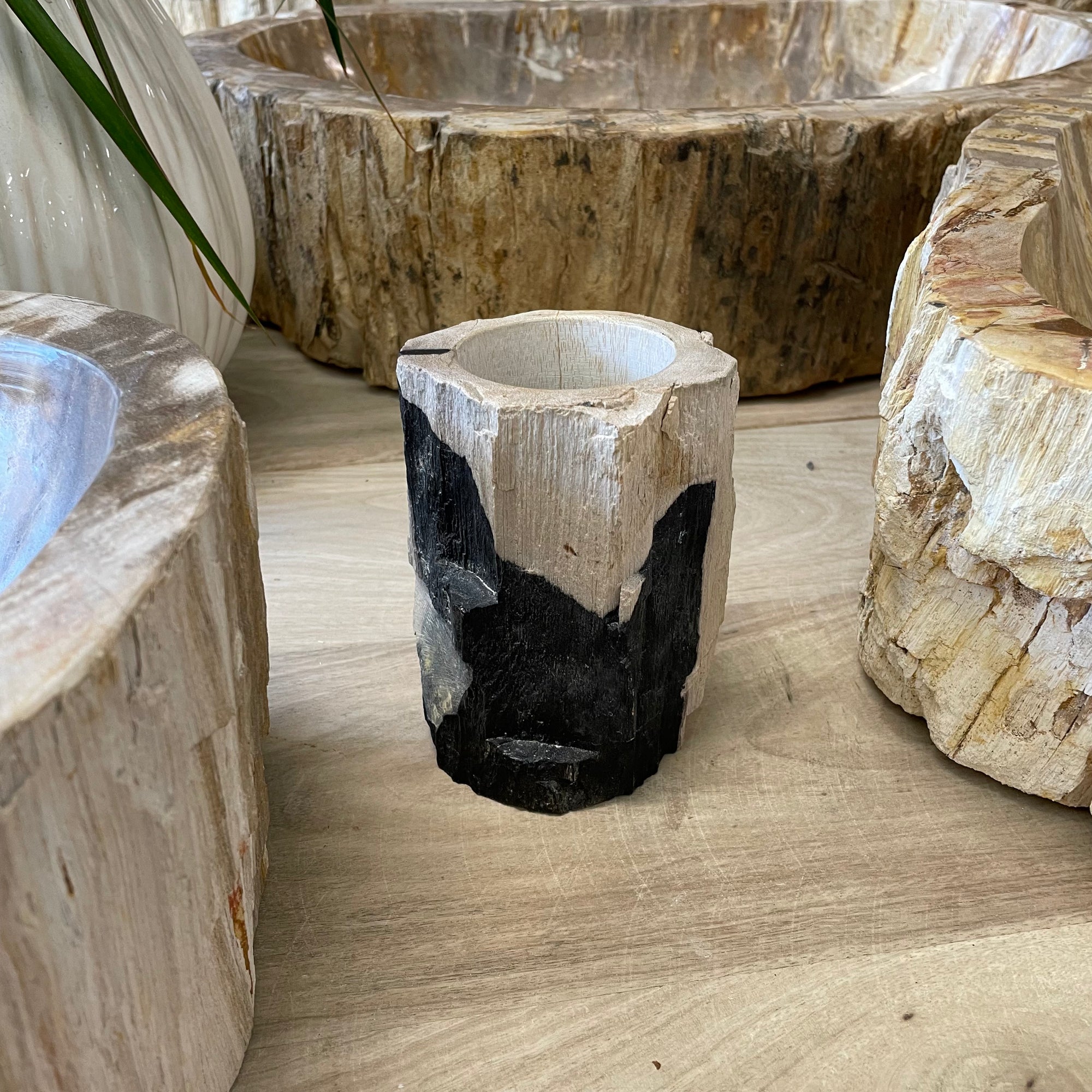 Fossilised Wood Tooth Brush Holder