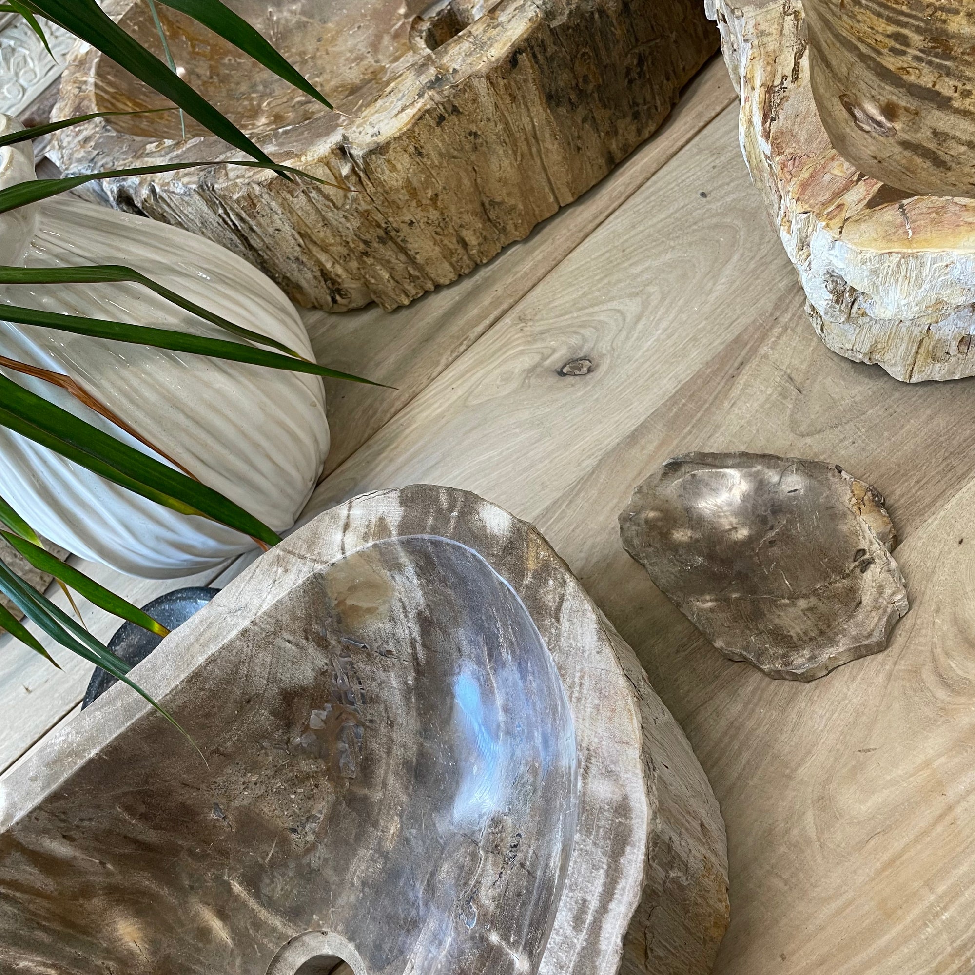 Fossilised Wood Soap Dish