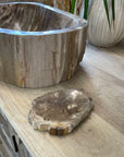 Fossilised Wood Soap Dish