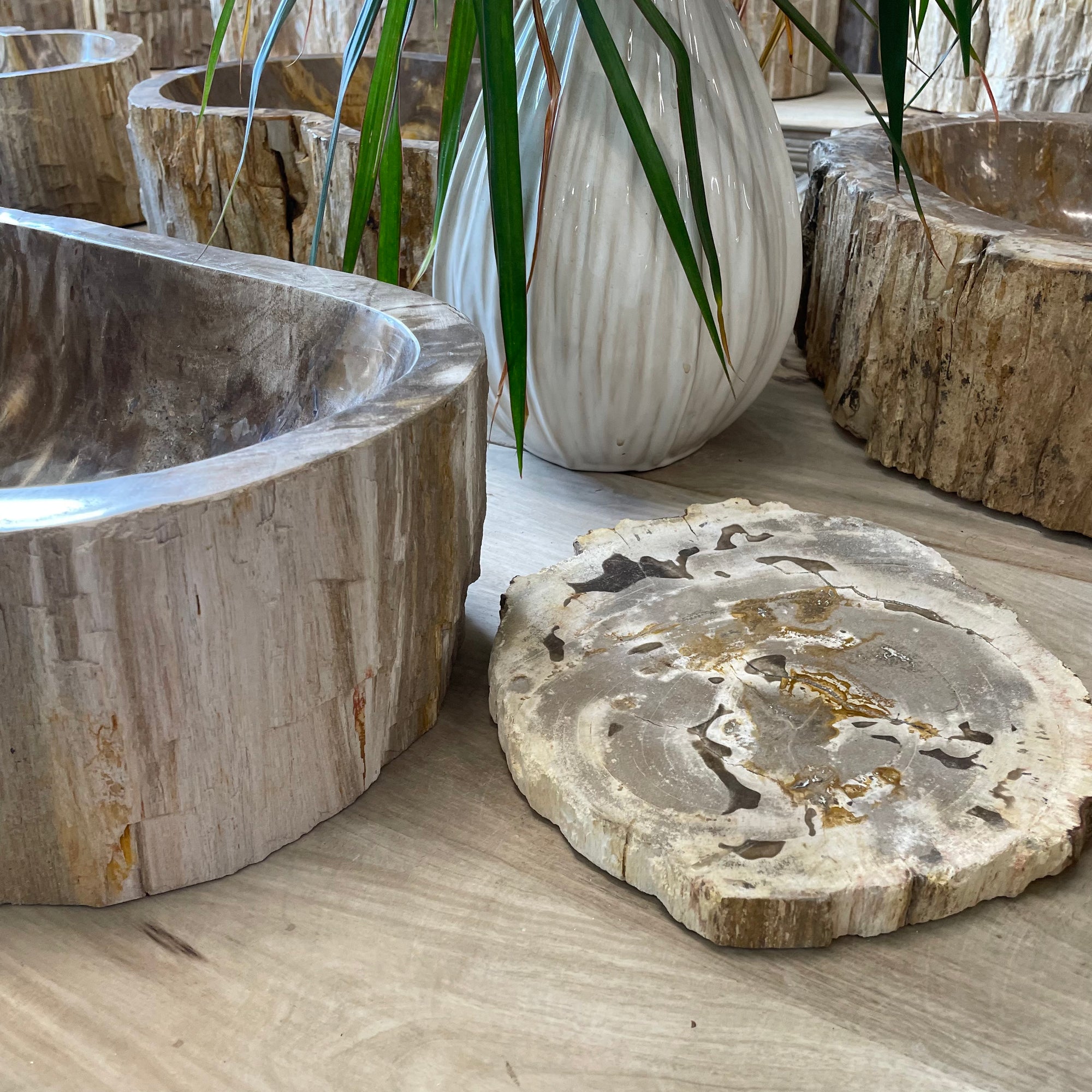 Fossilised Wood Tray