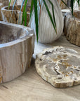 Fossilised Wood Tray