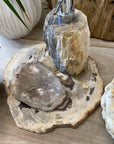 Fossilised Wood Tray