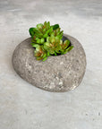 Small River Stone Pot Plant