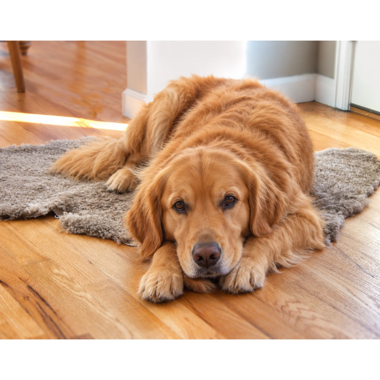 Shorn Curly Pet Rug