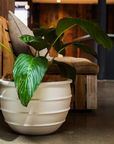 Pure Snow Pot Rings - Assorted Sizes